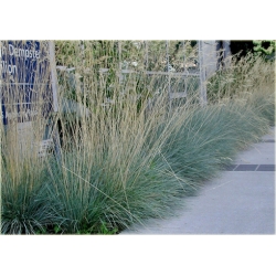 trawa Owies wiecznie zielony Tr23