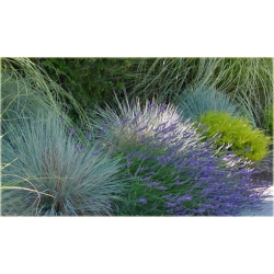 trawa Owies wiecznie zielony Tr23