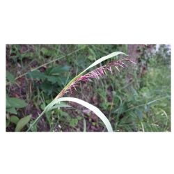 trawa Perłówka wyniosła Tr24