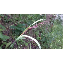 trawa Perłówka wyniosła Tr24