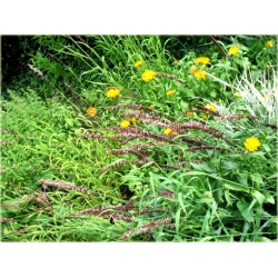 trawa Perłówka wyniosła Tr24