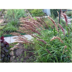 trawa Perłówka wyniosła Tr24