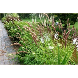 trawa Perłówka wyniosła Tr24