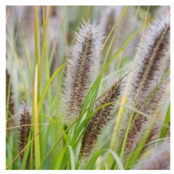 trawa Rozplenica japońska Hameln Tr37