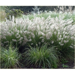 trawa Rozplenica japońska Hameln Tr37