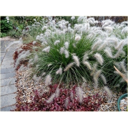 trawa Rozplenica japońska Hameln Tr37