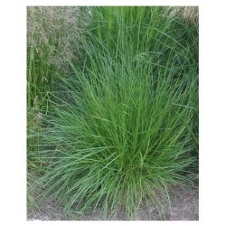 trawa Śmiałek darniowy Tr25