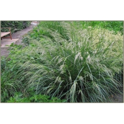 trawa Śmiałek darniowy Tr25