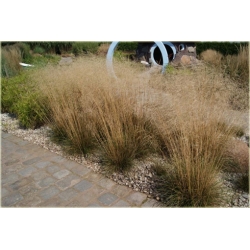 trawa Śmiałek darniowy Tr25