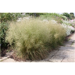 trawa Śmiałek darniowy Tr25