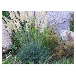 trawa Strzęplica sina Tr27