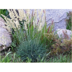 trawa Strzęplica sina Tr27