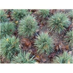 trawa Strzęplica sina Tr27