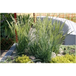 trawa Strzęplica sina Tr27