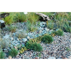 trawa Strzęplica sina Tr27