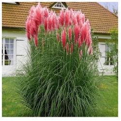 trawa Trawa pampasowa czerwona Tr7