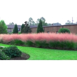 trawa Trawa pampasowa czerwona Tr7