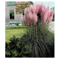  trawa Trawa pampasowa różowa Tr28