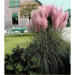  trawa Trawa pampasowa różowa Tr28