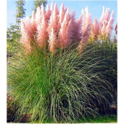  trawa Trawa pampasowa różowa Tr28