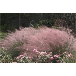 trawa Trawa pampasowa różowa Tr28