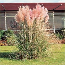  trawa Trawa pampasowa różowa Tr28