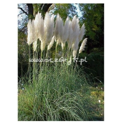 trawa Trawa pampasowa biała Tr6