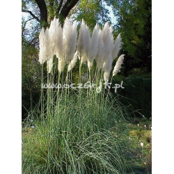 trawa Trawa pampasowa biała Tr6