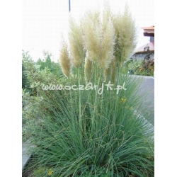 trawa Trawa pampasowa biała Tr6