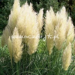 trawa Trawa pampasowa biała Tr6