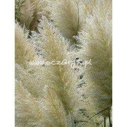 trawa Trawa pampasowa biała Tr6