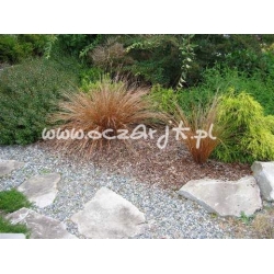 trawa Turzyca Buchannana Tr3