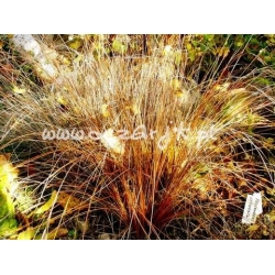 trawa Turzyca Buchannana Tr3