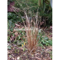 trawa Turzyca Buchannana Tr3