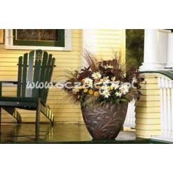 trawa Turzyca Buchannana Tr3