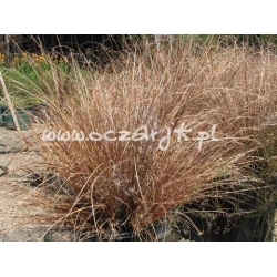 trawa Turzyca Buchannana Tr3