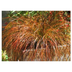 trawa Turzyca Carex testacea Tr29