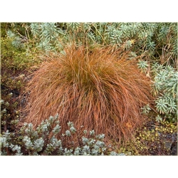 trawa Turzyca Carex testacea Tr29