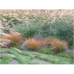 trawa Turzyca Carex testacea Tr29