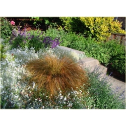 trawa Turzyca Carex testacea Tr29