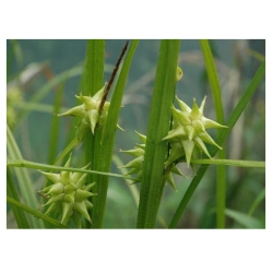 trawa Turzyca Graya Tr8