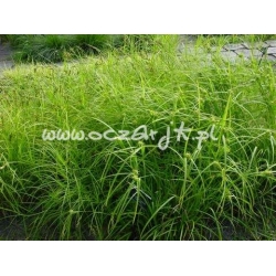 trawa Turzyca Graya Tr8