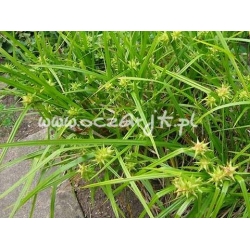 trawa Turzyca Graya Tr8