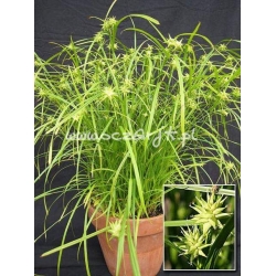 trawa Turzyca Graya Tr8