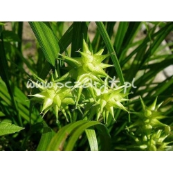 trawa Turzyca Graya Tr8