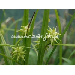 trawa Turzyca Graya Tr8