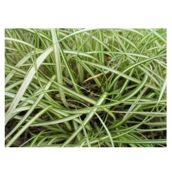 trawa Turzyca japonska Morrowa variegata Tr10