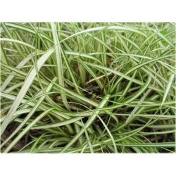  trawa Turzyca japonska Morrowa variegata Tr10