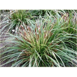 trawa Turzyca japonska Morrowa variegata Tr10