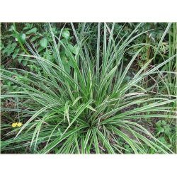 trawa Turzyca japonska Morrowa variegata Tr10